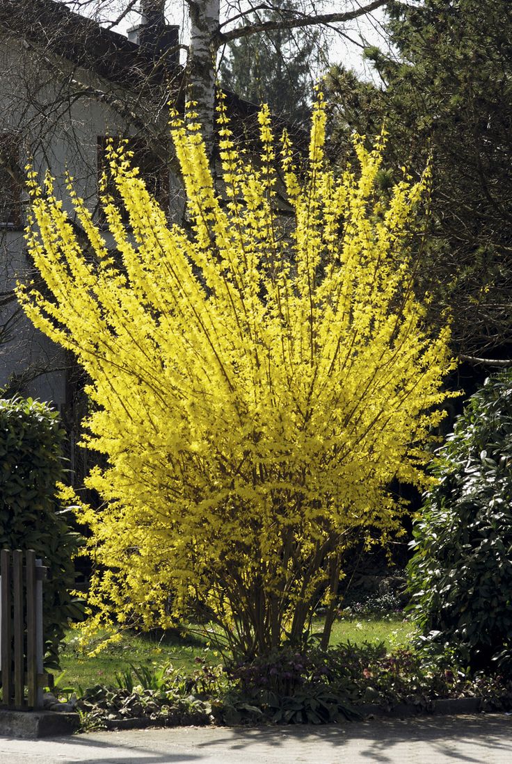 Forsythia intermedia 'Goldrausch'